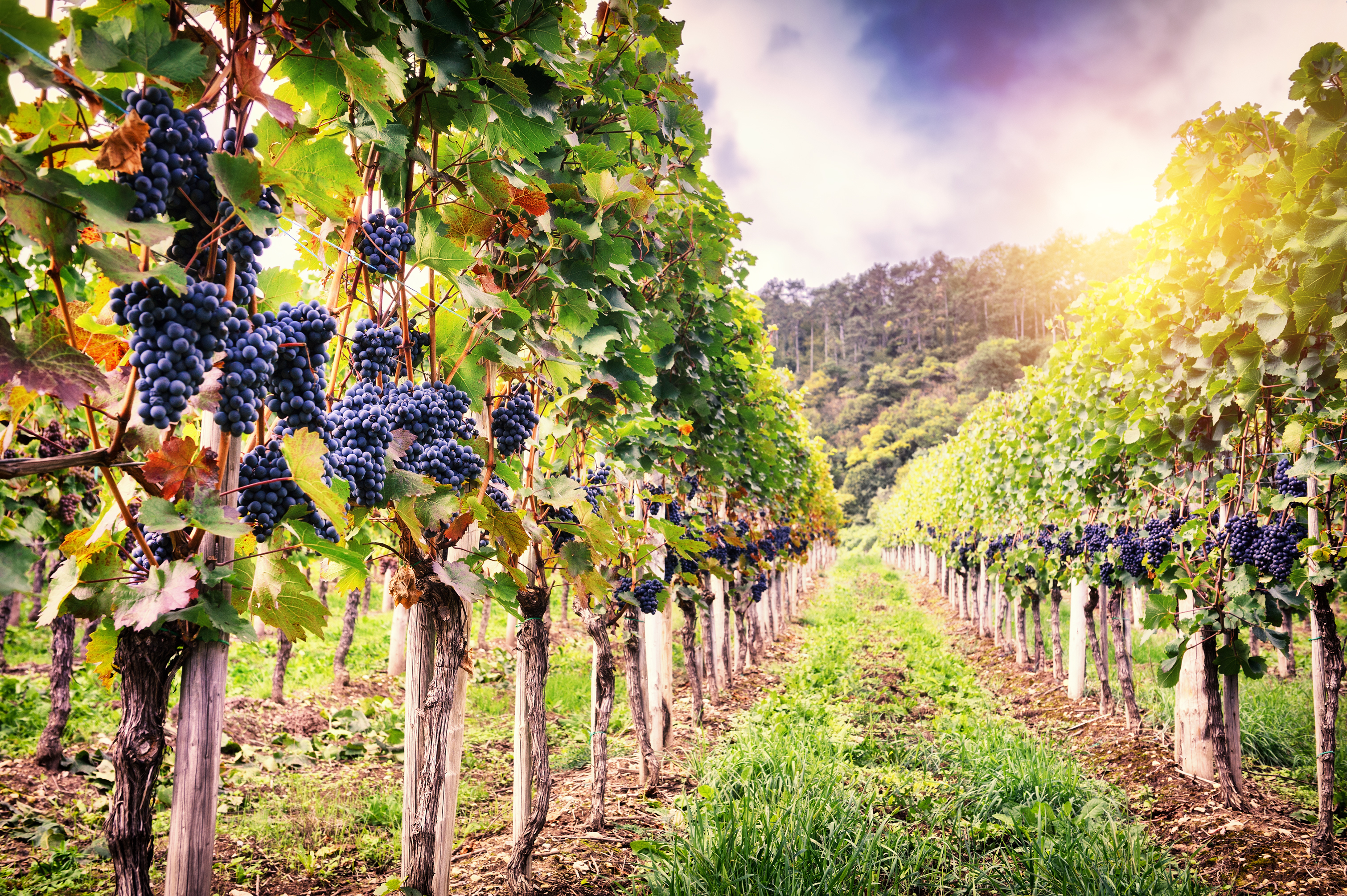 vineyard smart farming 