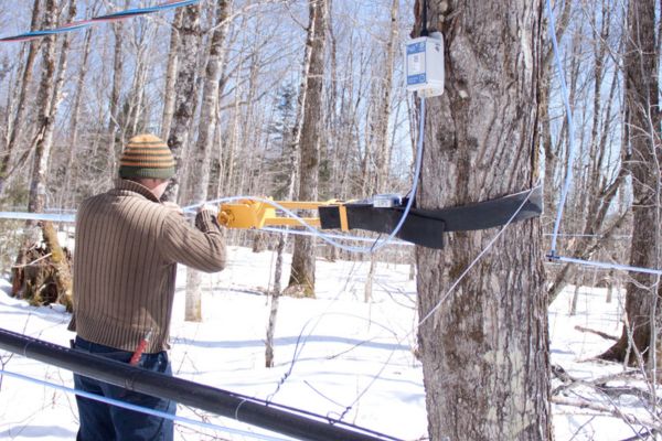 Maple farm monitoring